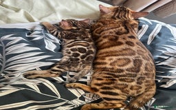 Bengal cats for sale: **LAST ONE** Female Rosetta Bengal - Image 2