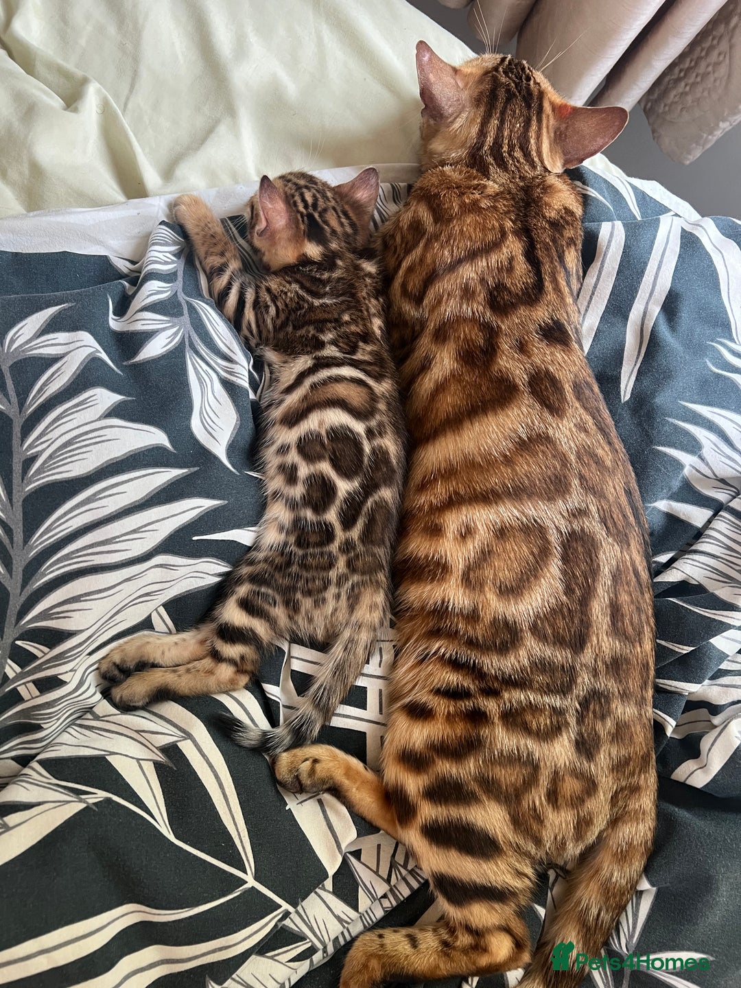 Bengal cats for sale: **LAST ONE** Female Rosetta Bengal - Image 2
