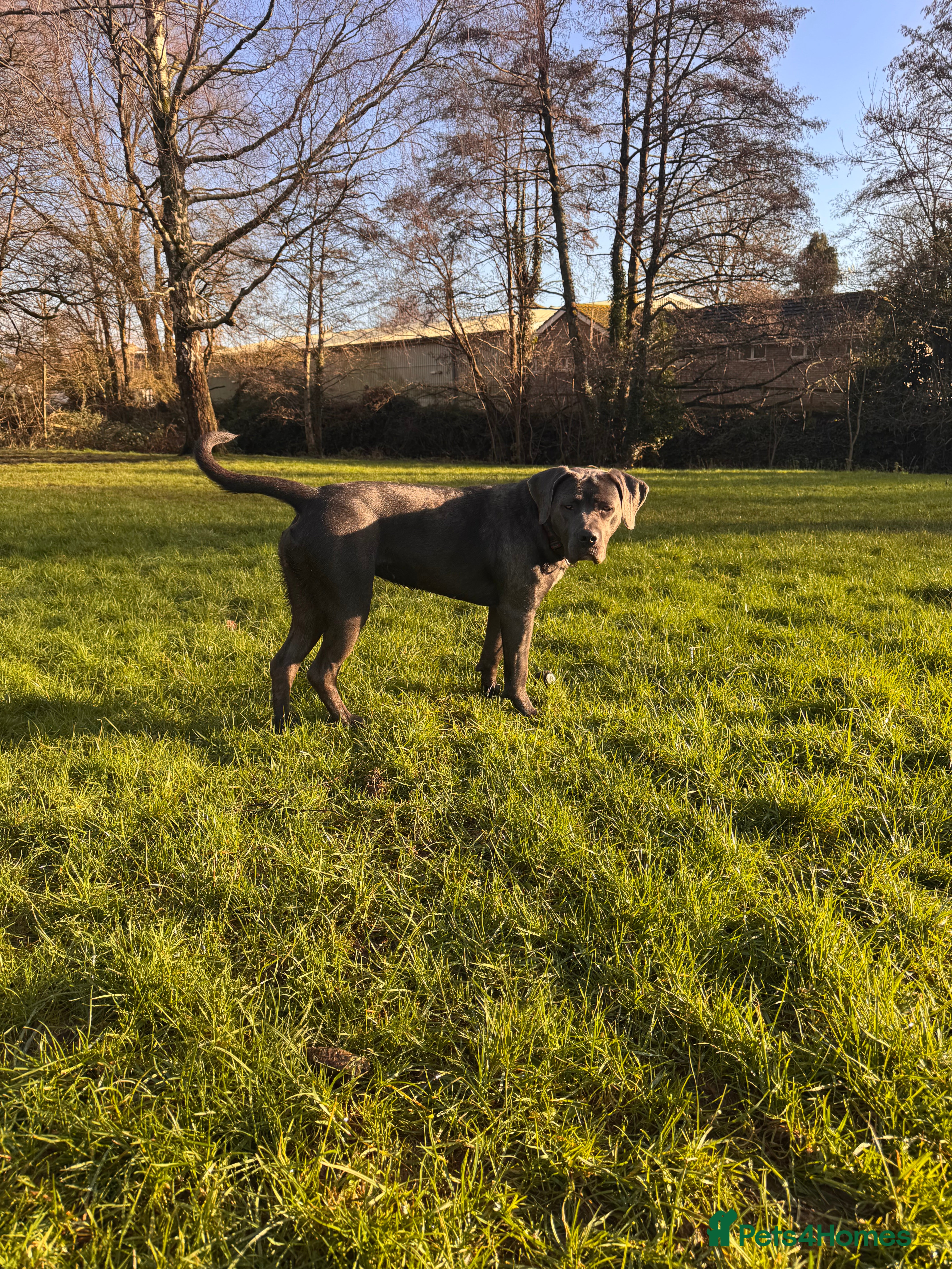 Mixed Breed dogs 1 year old female cane corso x puppy  - Advert 4