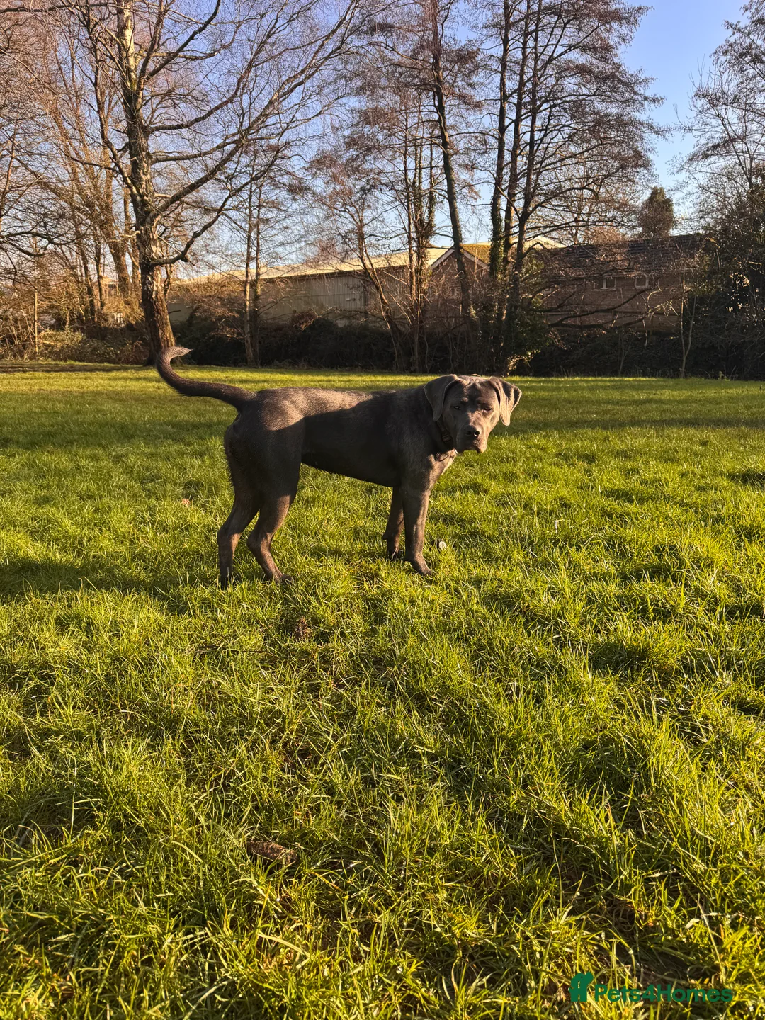Mixed Breed dogs for sale: 1 year old female cane corso x puppy  - Advert 1