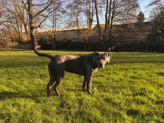 Mixed Breed dogs 1 year old female cane corso x puppy - Advert 2
