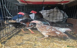 Mixed Breed livestock for sale: Bantam aseels  - Image 3