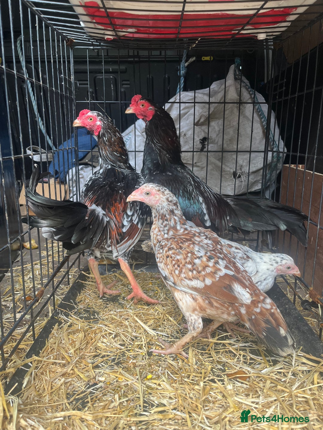 Mixed Breed livestock for sale: Bantam aseels  - Image 3