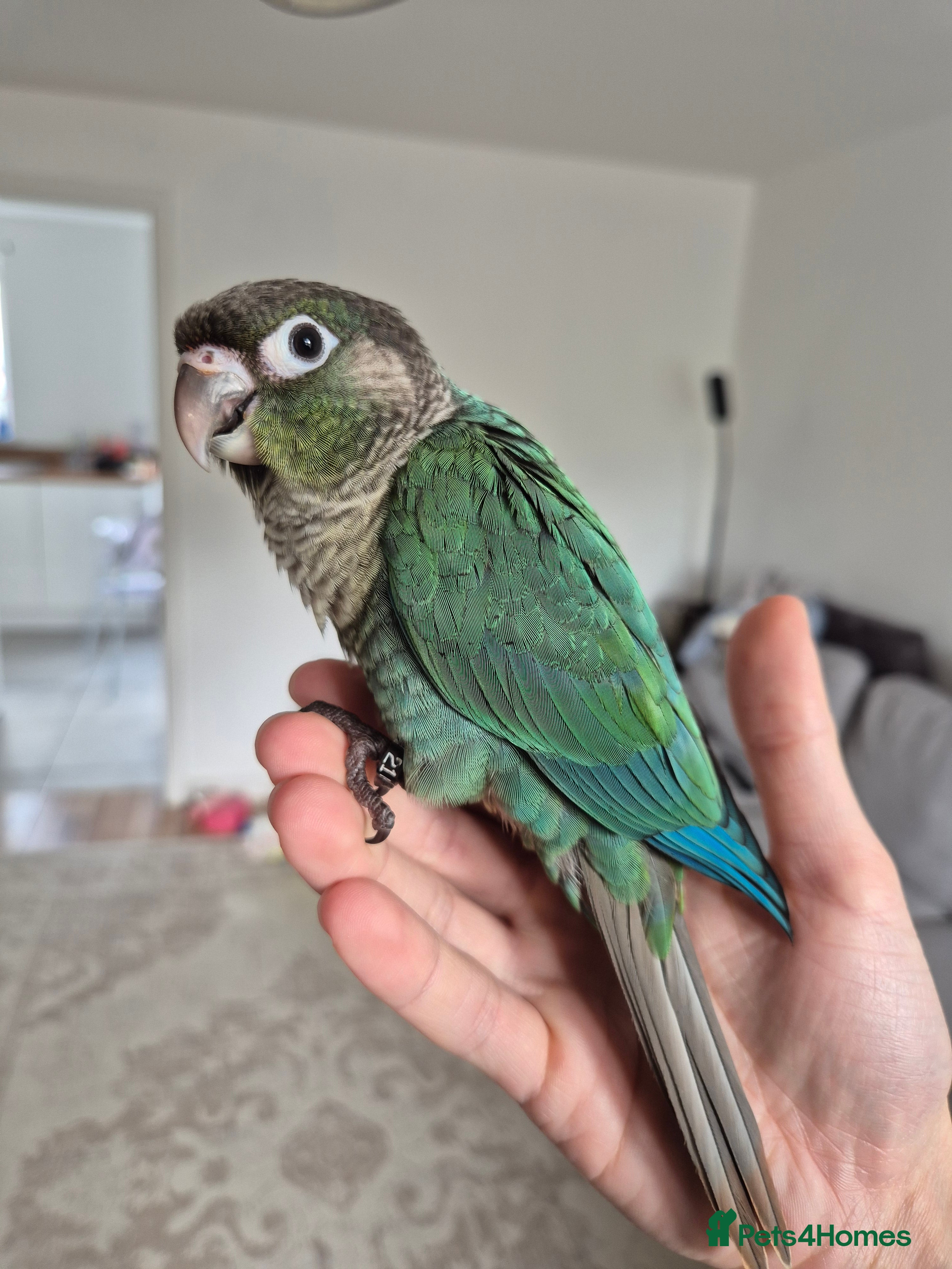 Conures birds Hand reared Turquoise Conure - 11 Weeks Old in Blackburn - Advert 2