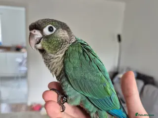 Conures birds Hand reared Turquoise Conure - 11 Weeks Old in Blackburn - Advert 2