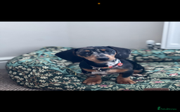 Miniature Dachshund dogs for sale: 2 year old girl  - Image 1