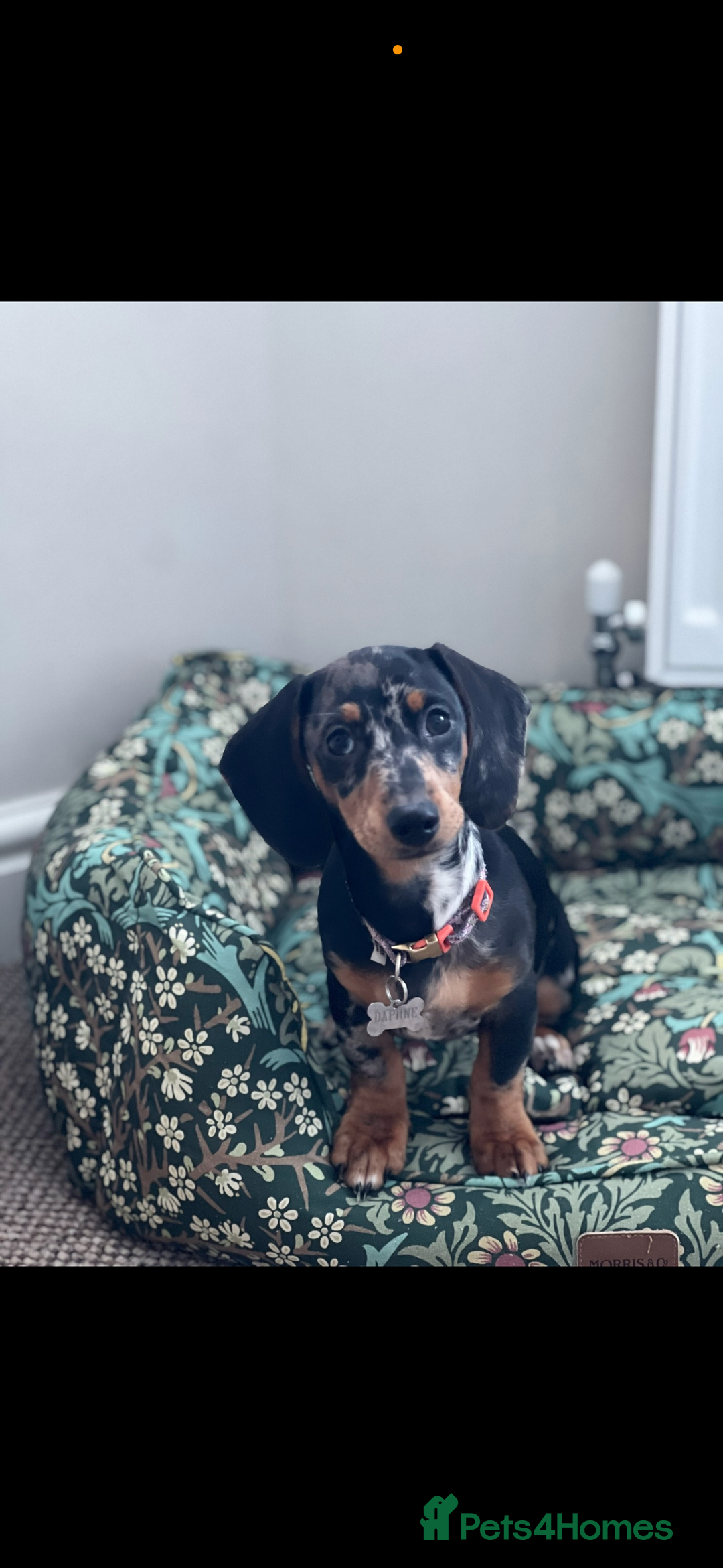 Miniature Dachshund dogs for sale: 2 year old girl  - Image 1