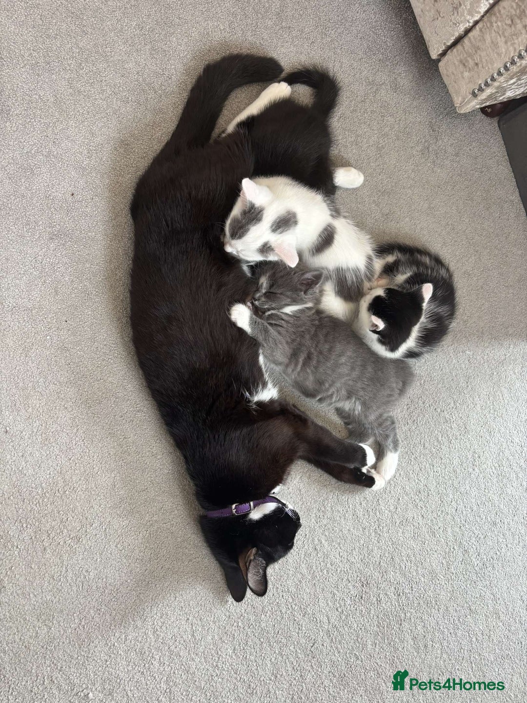 British Shorthair cats for sale: British short hair kittens for sale  - Image 9