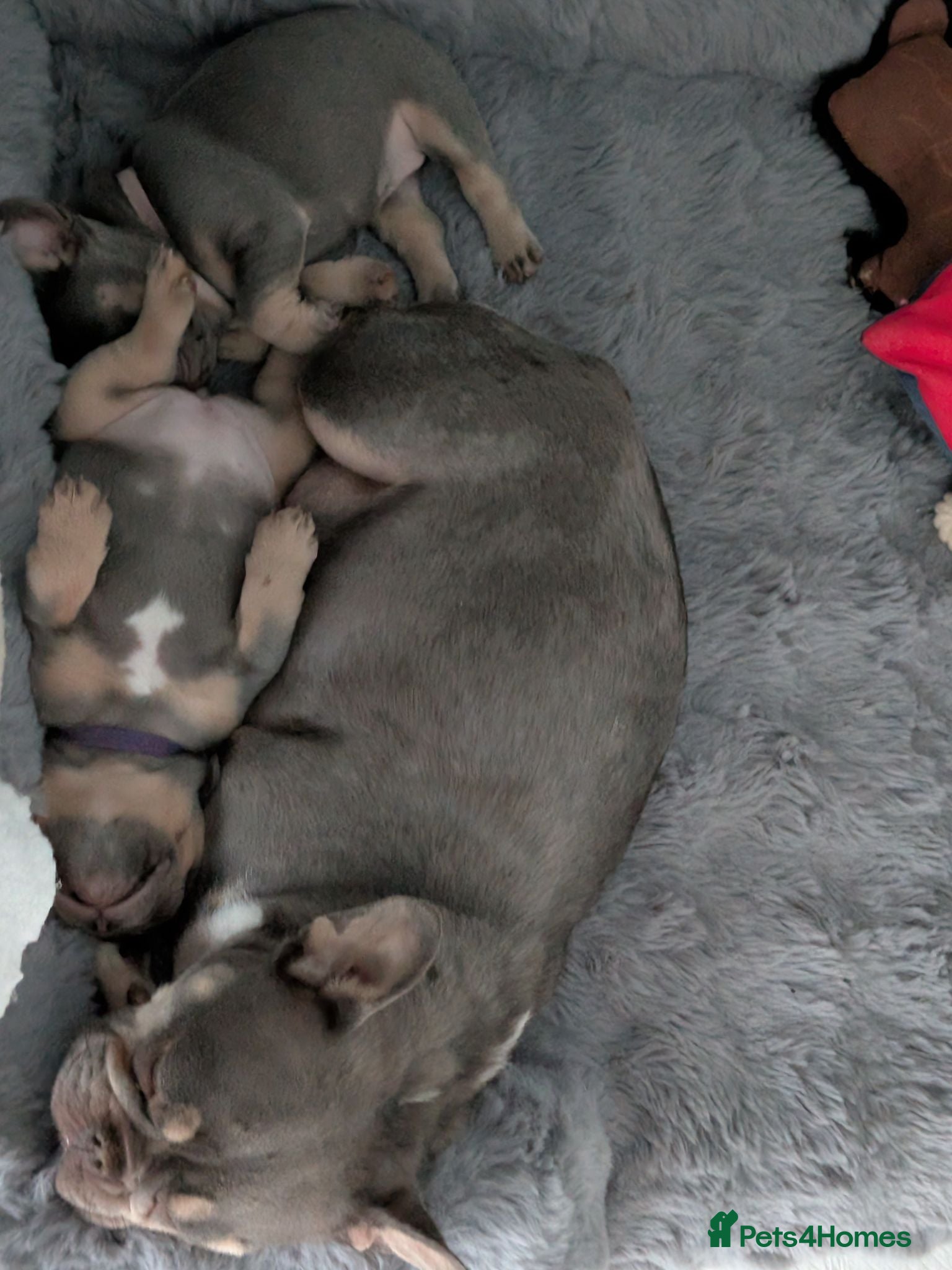 French Bulldog dogs Little girl for sale  - Advert 12