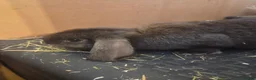French Lop rabbits for sale: 🐰💙 TWO BEAUTIFUL MALE GIANT FRENCH LOPS 💙🐰 - Advert 7