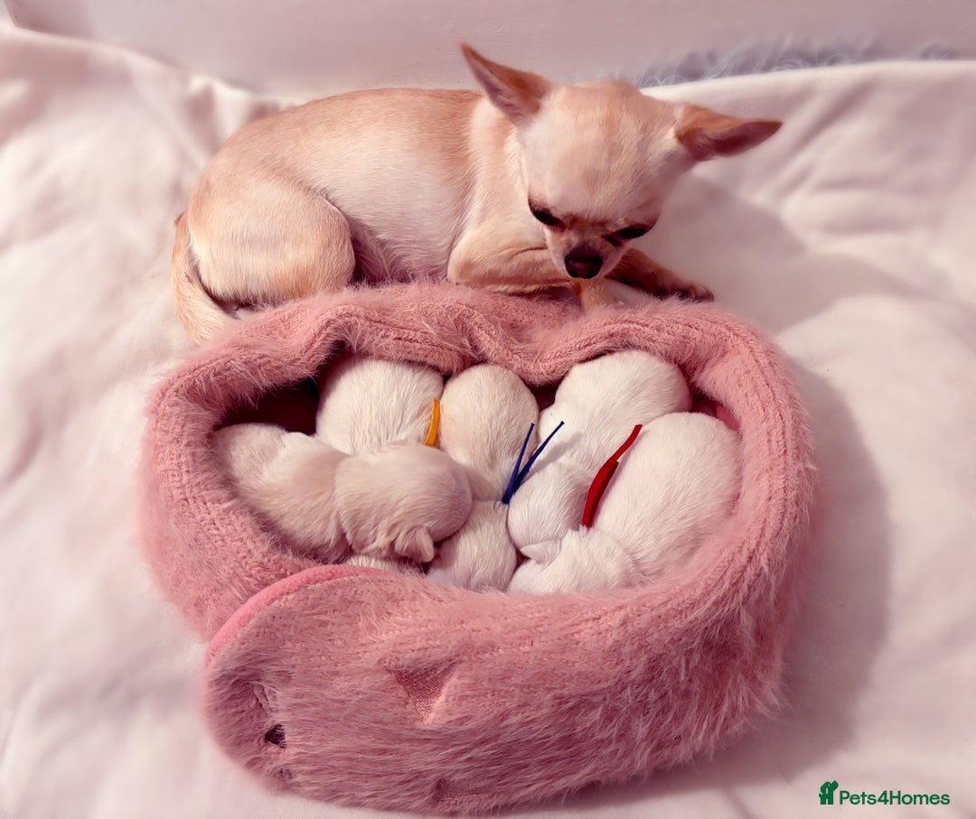 Chihuahua dogs for sale: KC registered beautiful chihuahua puppies - Advert 6