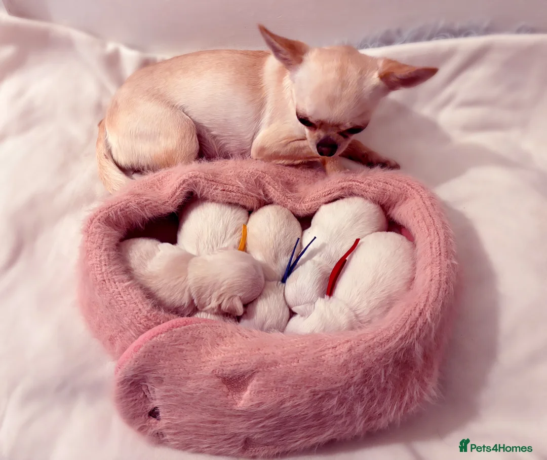 Chihuahua dogs for sale: KC registered beautiful chihuahua puppies - Advert 6