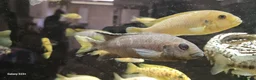 Other/Mixed Breed fish for sale: Assortment of fish  - Advert 1