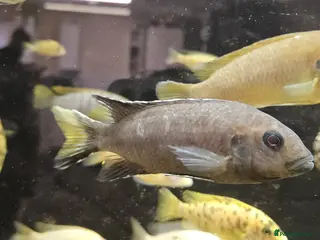 Other/Mixed Breed fish Assortment of fish - Advert 3