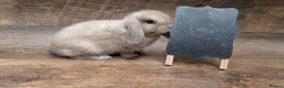 Mini Lop rabbits for sale: Mini lops shoe lines - Advert 7