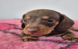 Miniature Dachshund dogs for sale: KC Registered Miniature Dachshund  - Image 11