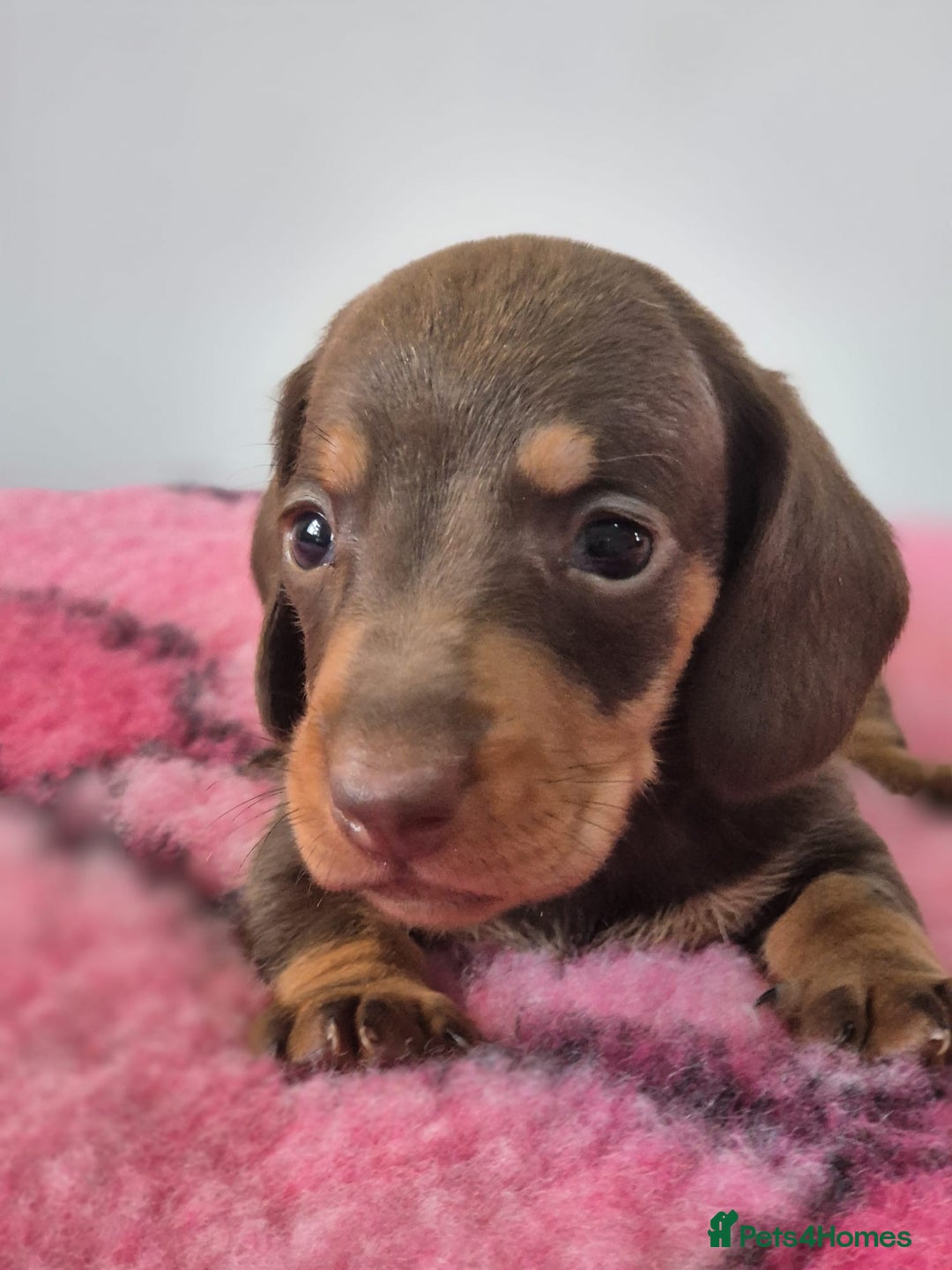 Miniature Dachshund dogs for sale: KC Registered Miniature Dachshund  - Image 11