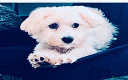 Maltese dogs for stud: Kc proven stud  - Image 4