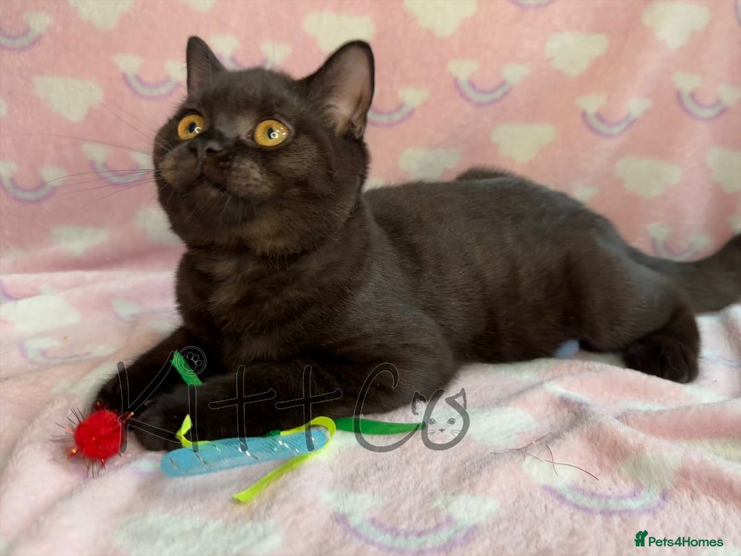 British Shorthair cats for sale: LAST 2 GCCF BSH Kittens – Ready NOW!! in Slough - Image 23