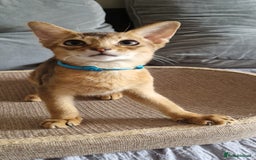 Abyssinian cats for sale: Pure Abyssinian kittens ❤️Ready to go 😍  - Image 13