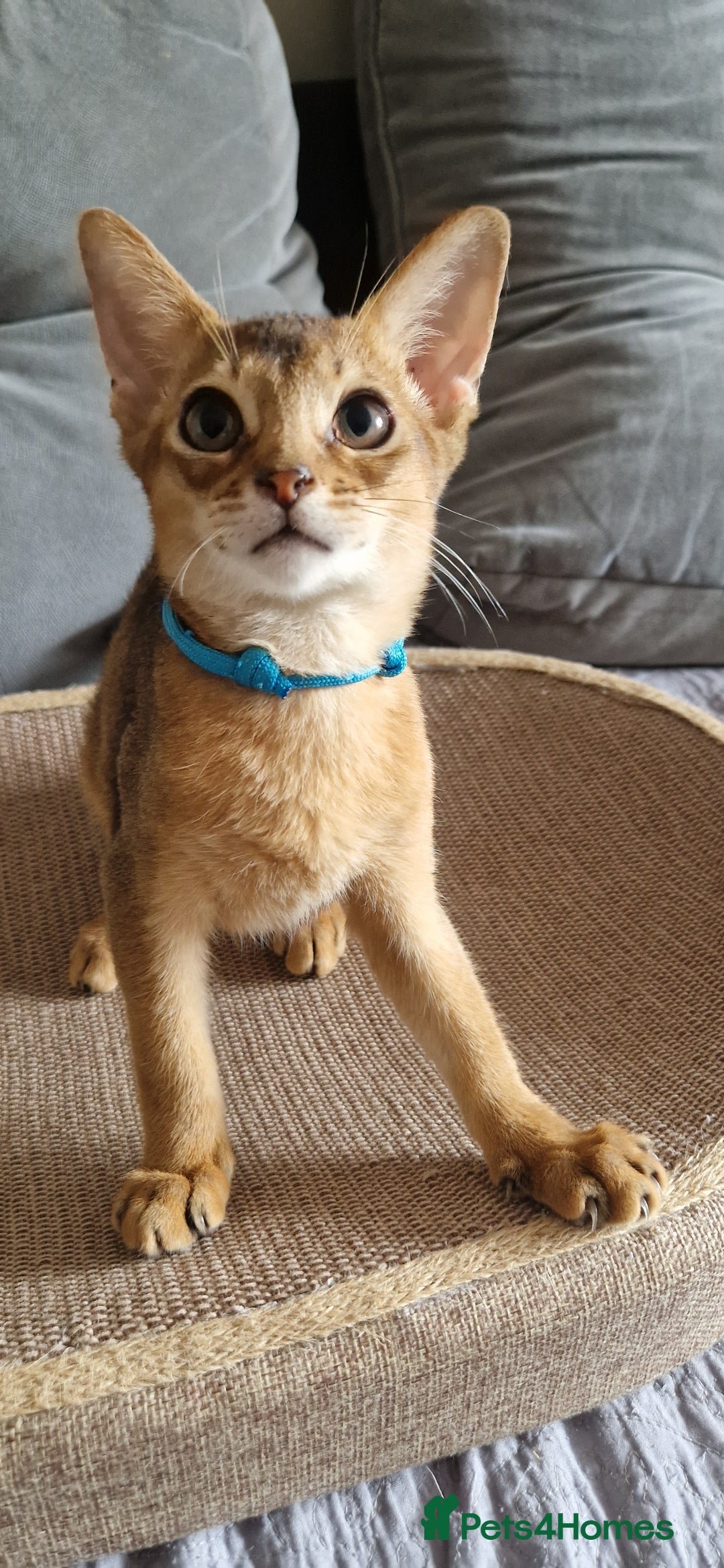 Abyssinian cats for sale: Pure Abyssinian kittens ❤️Ready to go 😍  - Image 13