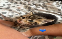 British Shorthair cats for sale: BEAUTIFUL KITTENS FOR SALE 🩷💙 - Image 1