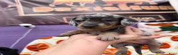 Miniature Dachshund dogs for sale: 4 adorable miniature dachshund boys available  - Advert 18