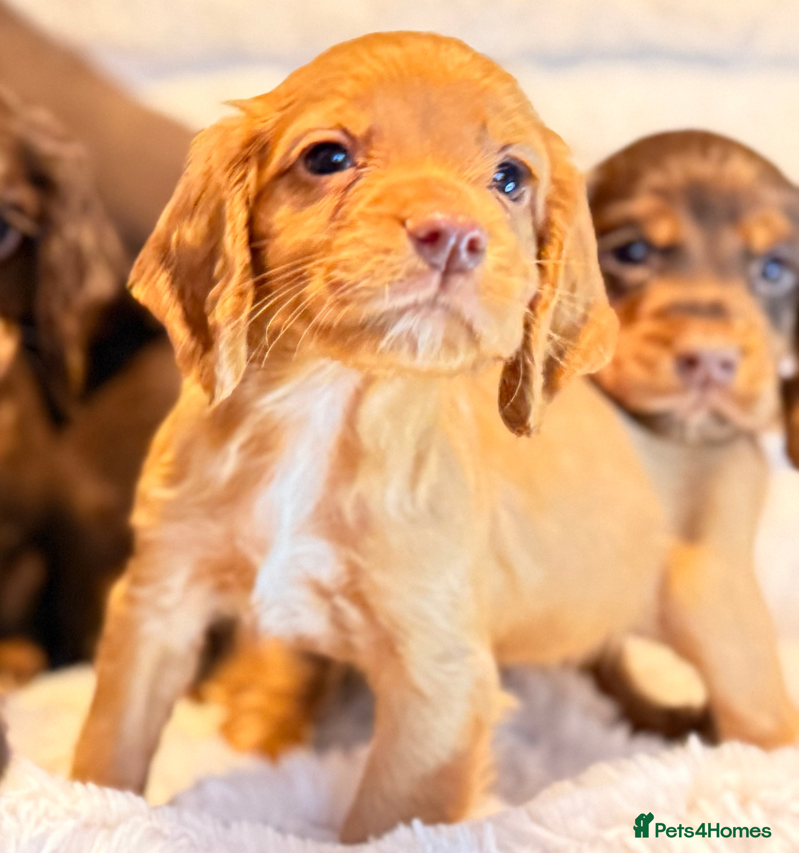 Cocker Spaniel dogs LAST PUPPY! quality working cocker puppies ready  - Advert 14