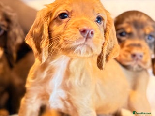 Cocker Spaniel dogs LAST PUPPY! quality working cocker puppies ready - Advert 14