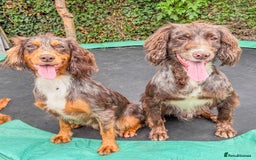 Cocker Spaniel dogs for stud: DNA tested🧬 Merle Cocker Spaniel at Stud💙 in Dudley - Image 1