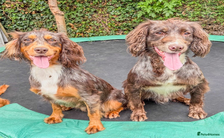 Cocker Spaniel dogs in Dudley - Advert 3