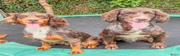 Cocker Spaniel dogs for stud: Merle Cocker Spaniel at stud - DNA tested🧬 in Dudley - Advert 3