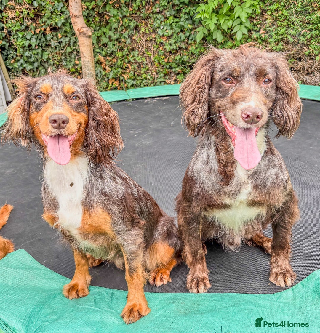 Cocker Spaniel dogs for stud: DNA tested🧬 Merle Cocker Spaniel at Stud💙 in Dudley - Image 1