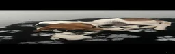 Jack Russell dogs for sale: Tri Coloured Jack Russell Puppies - Advert 3