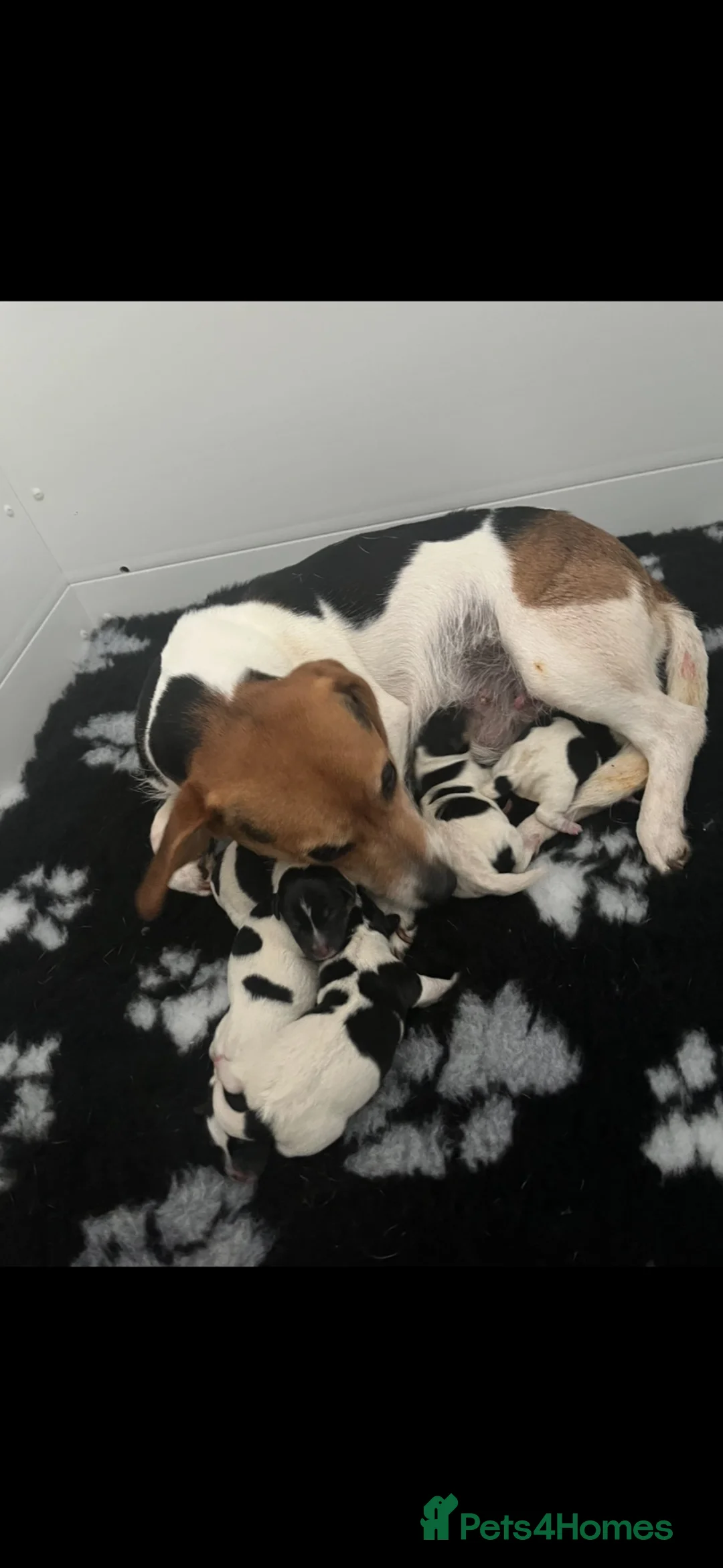Jack Russell dogs for sale: Tri Coloured Jack Russell Puppies - Advert 3
