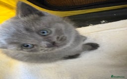 British Shorthair cats for sale: British Shorthair kittens chocolate/grey - Image 26