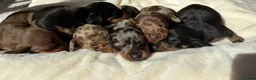 Miniature Dachshund dogs for stud: Chocolate/isabella miniature dachshund  - Advert 20