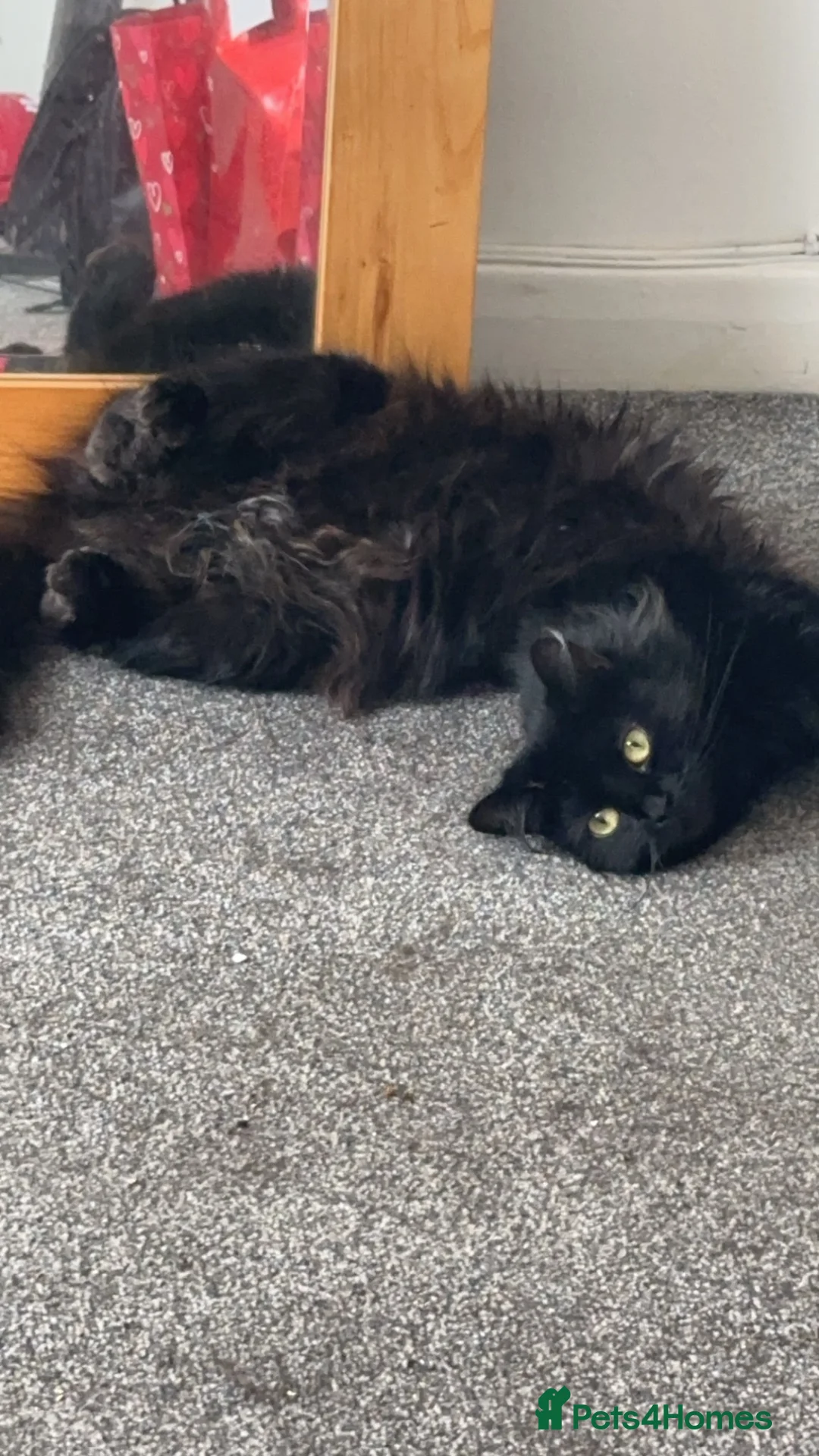 British Longhair cats for sale: Beautiful cat looking for forever home - Advert 2