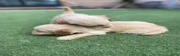 Golden Retriever dogs for sale: KC REGISTERED ®️ 5 STAR ⭐️ GOLDEN RETRIEVER 🐶  - Advert 29