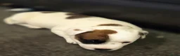 Mixed Breed dogs for sale: Jack Russell mixed breed puppies - Advert 25