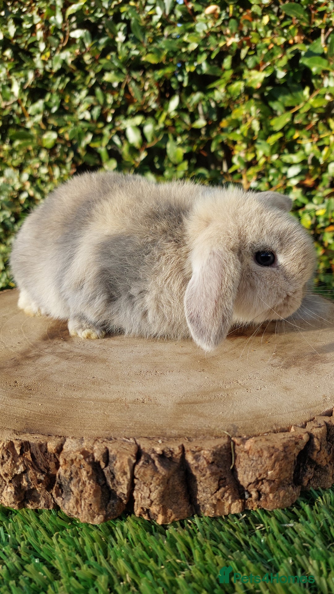 Mini Lop rabbits for sale: Selection of mini lop baby rabbits ready now - Advert 4