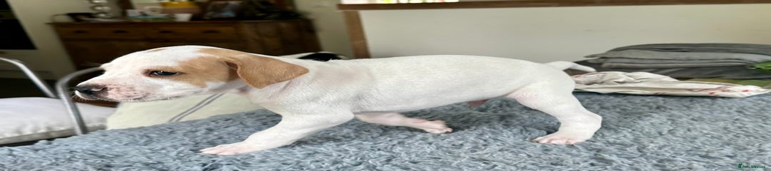 Pointer Puppy 2