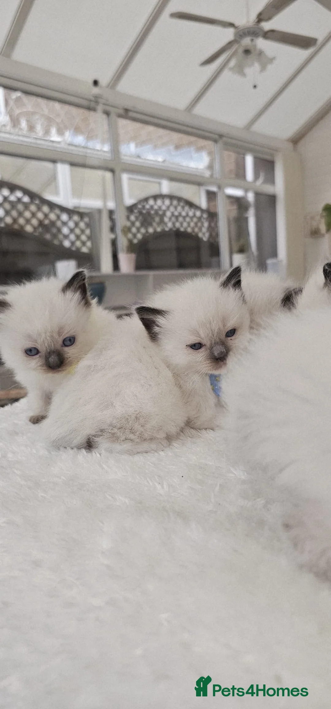 Ragdoll cats for sale: Purebred ragdoll  kittens  - Advert 13