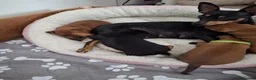 Miniature Pinscher dogs for sale: Adorable Miniature Pinscher Puppies  in Peterhead - Advert 6