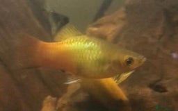 Other/Mixed Breed fish for sale: All fish sold individually for 10£ (info below) - Image 12
