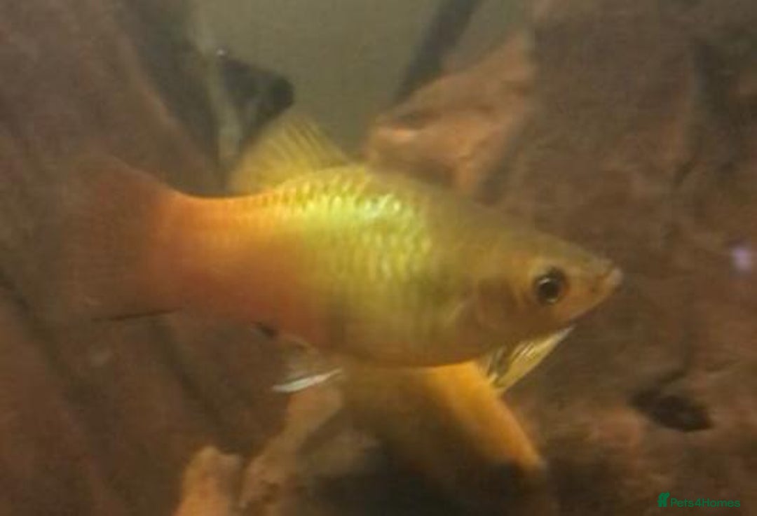 Other/Mixed Breed fish for sale: All fish sold individually for 10£ (info below) - Image 12