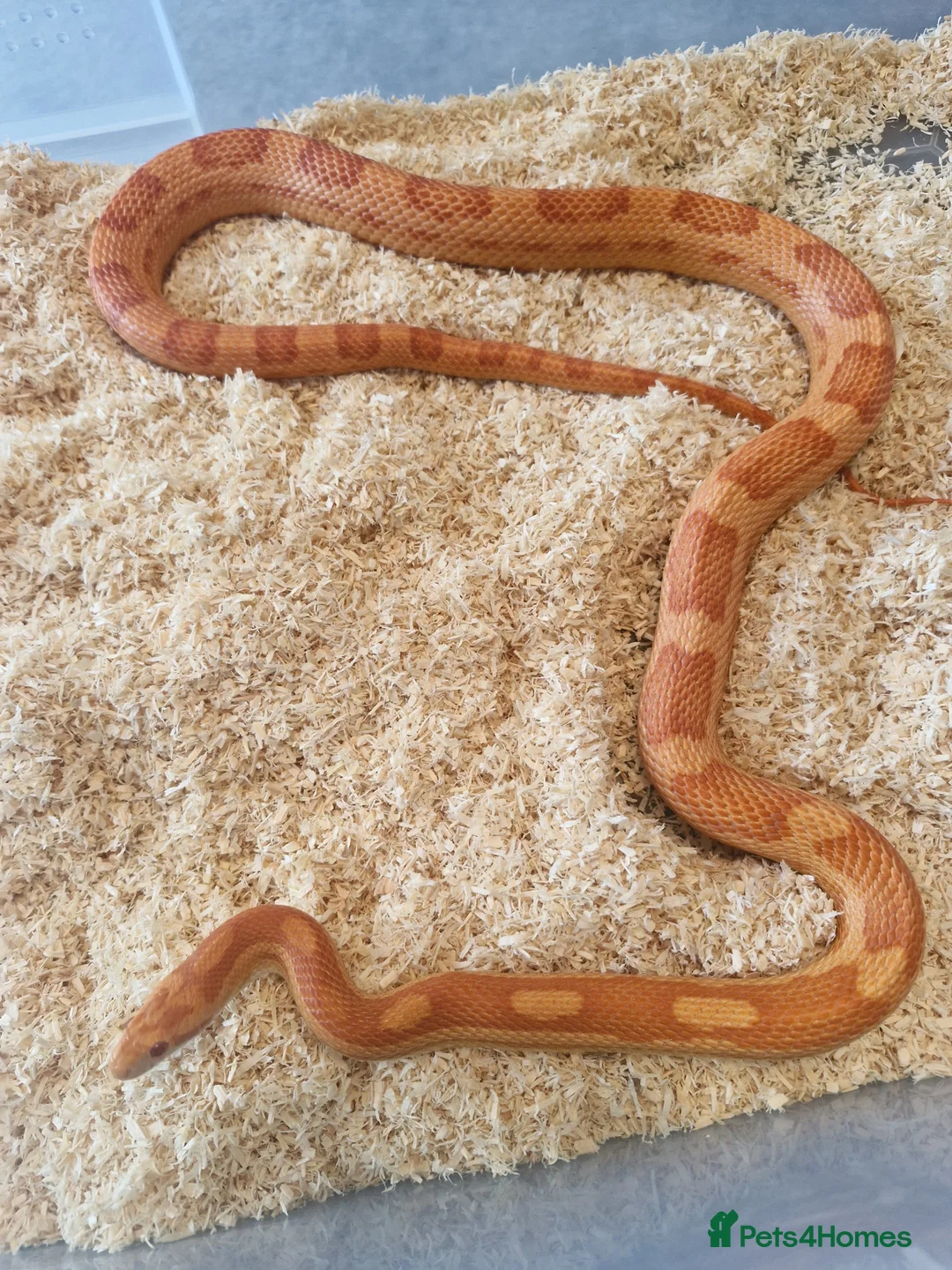 Corn Snake reptiles for sale: Scaleless caramel female 100%het scaleless male  - Advert 7
