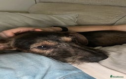 Mixed Breed dogs for sale: 6 Month Old Jack Russell × Dachshund – Remi - Image 4