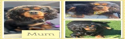 Cavalier King Charles Spaniel dogs for sale: KC reg Cavaliers's from Health tested parents - Advert 4