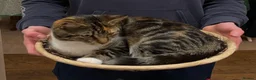 Mixed Breed cats for sale: Kittens - Advert 35